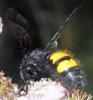 Scolia hirta hirta